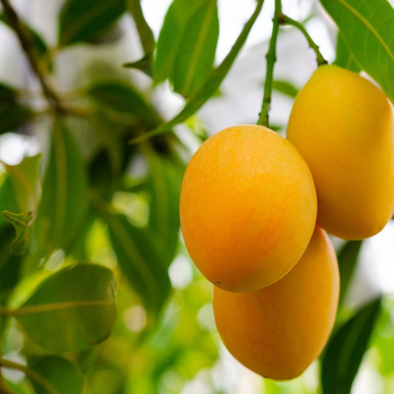 Mangos May Help Reduce Insulin Sensitivity Without Weight Gain